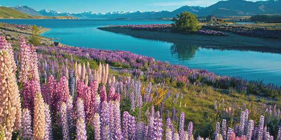 new zealand - mount cook_pukaki lake_blomster_04