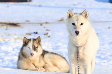 Slædehunde 2449816371