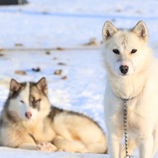 I skal også ud at køre på slæde med slædehundespand...