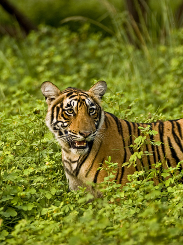 Indien - ranthambore national park_04