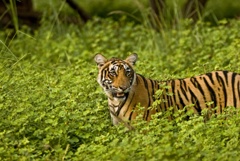 I Ranthambore lever vilde tigre