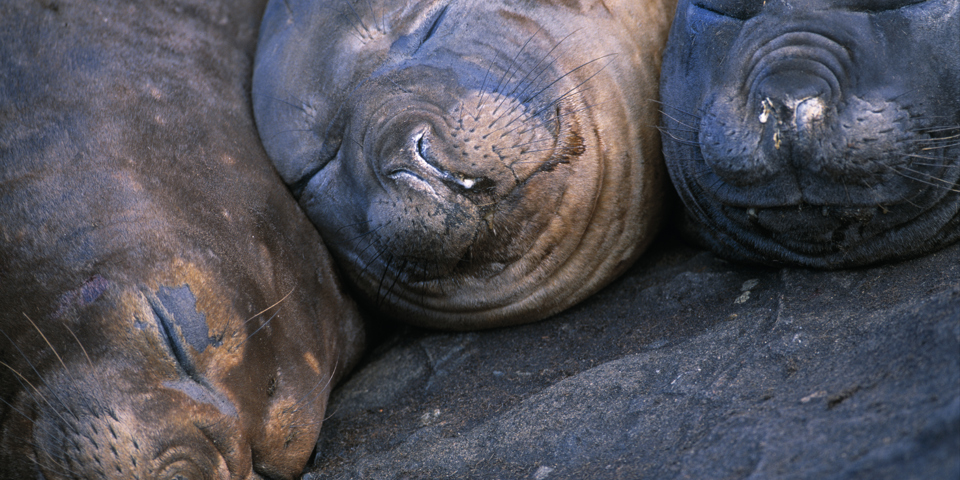 puerto madryn _soelefant_01