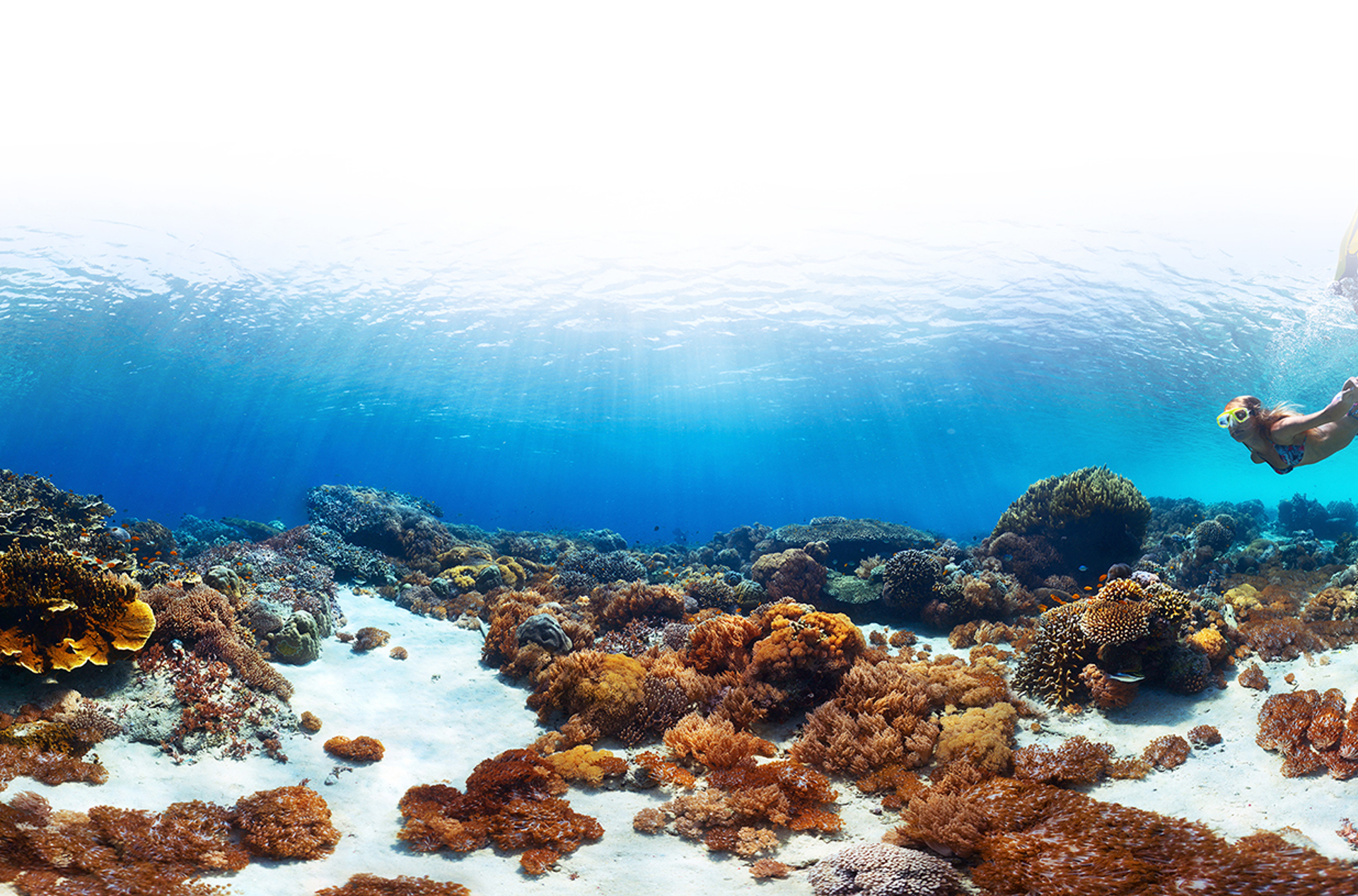 bali - bali_dykning_havskildpadde_01_2