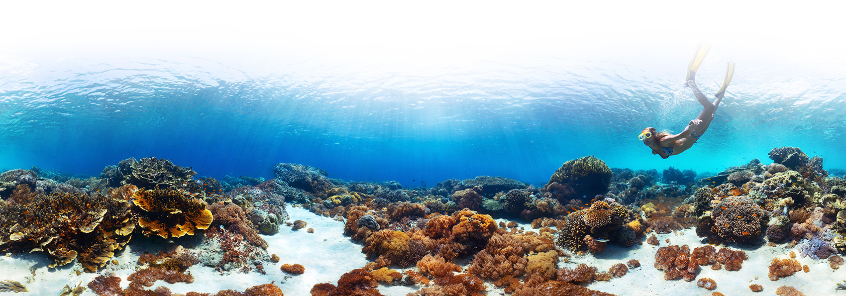 bali - bali_dykning_havskildpadde_01_2