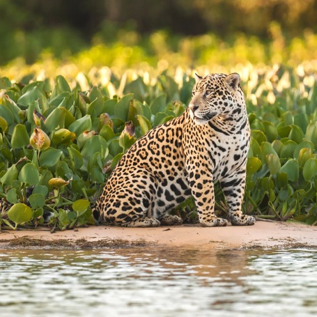 brasilien - pantanal_jaguar_01