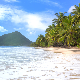 Palmerne pryder Martiniques strande
