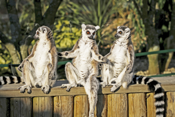 lemur ringtailed_andasibe mantadia national park_03