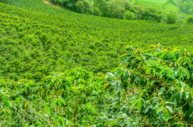 colombia - jerico_kaffe_plantage_01