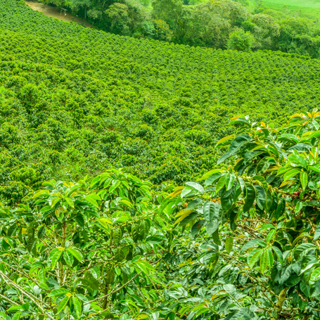 colombia - jerico_kaffe_plantage_01