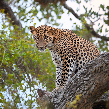 sri lanka - yala national park_leopard_02