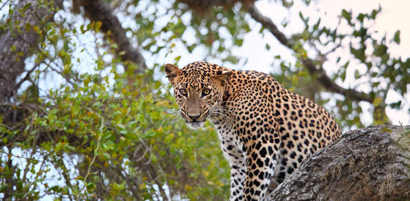 En leopard i Yala National Park