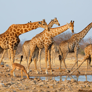 etosha_nationalpark_giraf_03
