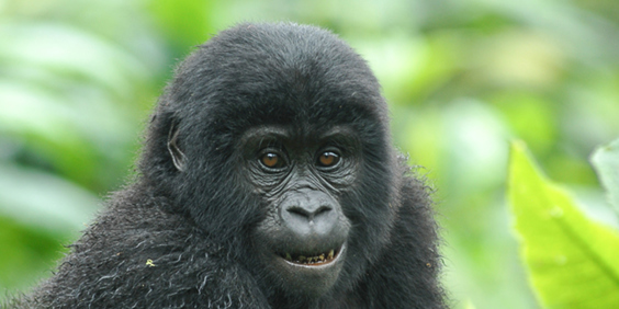 Uganda Primate Matoke Tours 1 Dmc