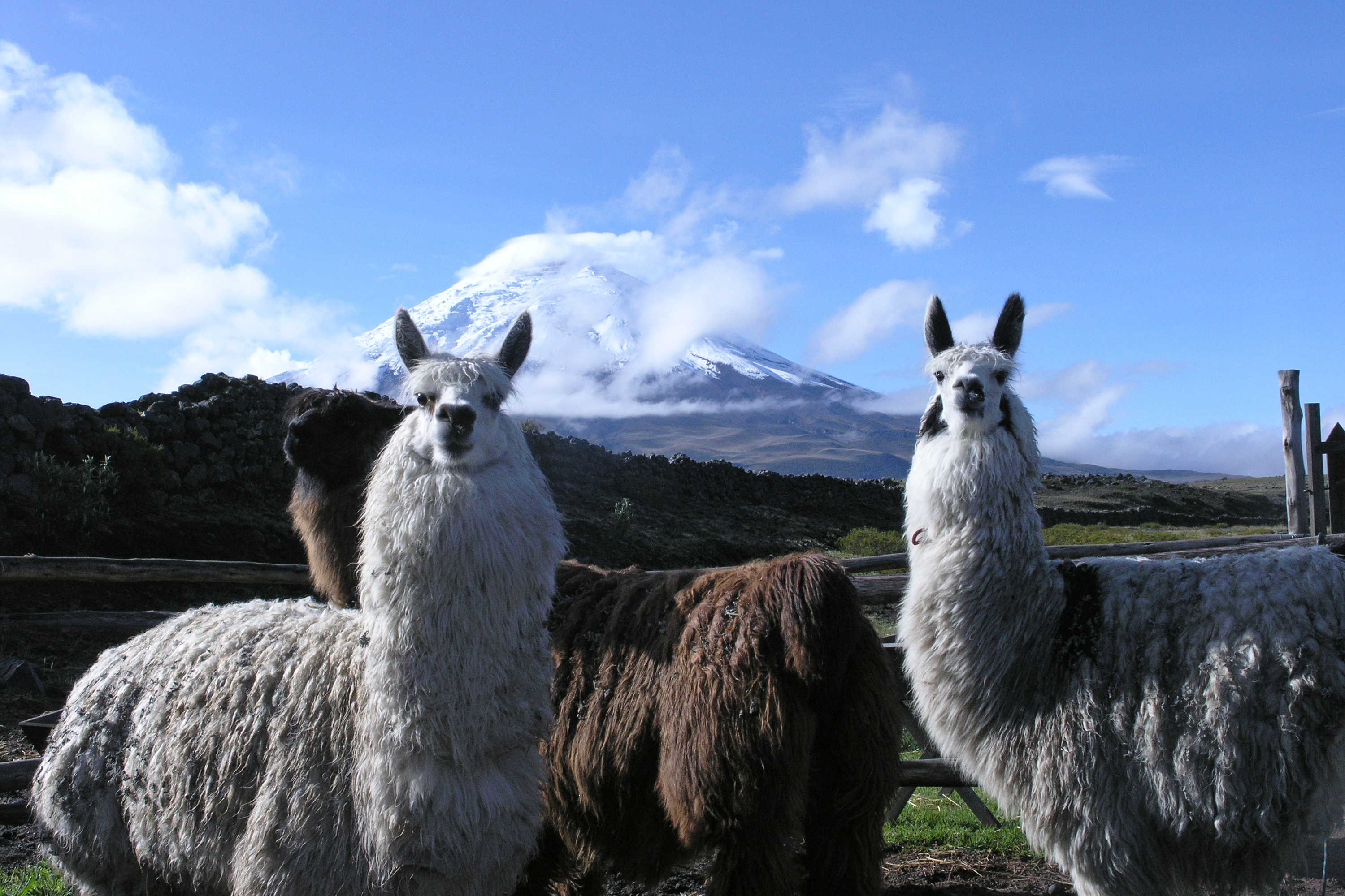 cotopaxi_lama_01