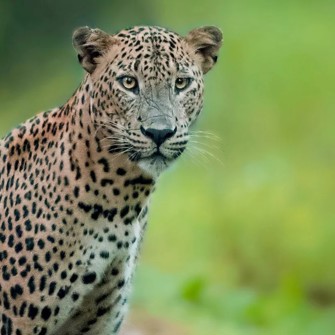 Leopard I Wilpattu Big Game Camp