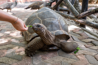 Aldabra Skildpadde Zanzibar