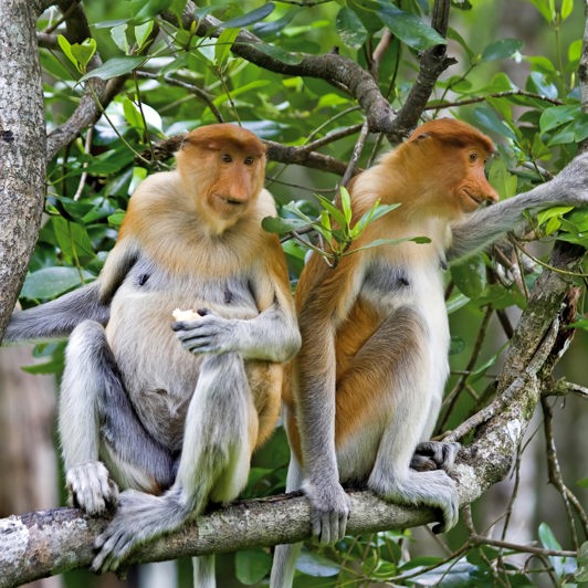 malaysia/borneo - borneo_naeseabe_08