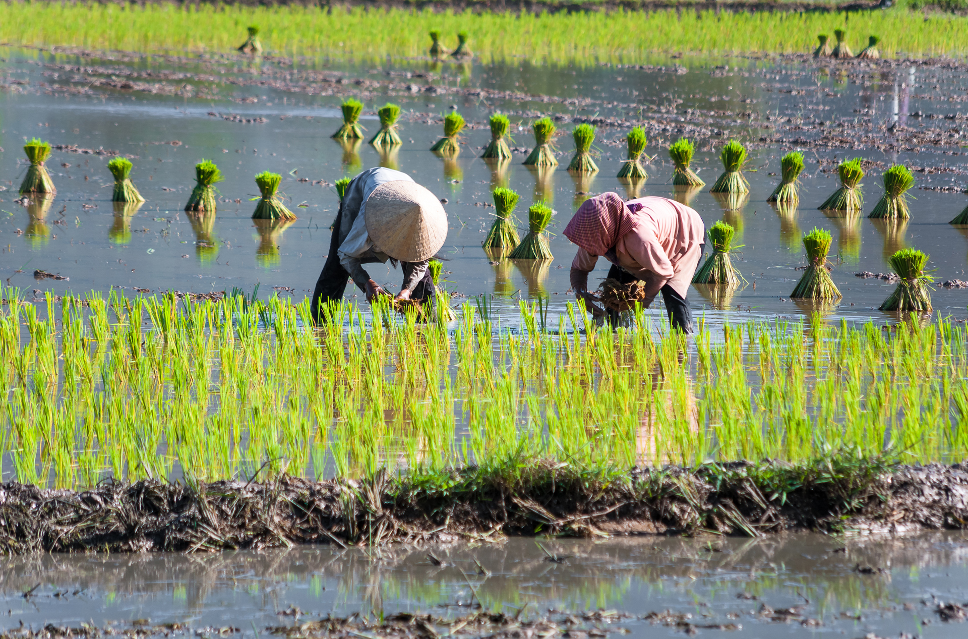 Vietnam - mekong floden_rismark_01