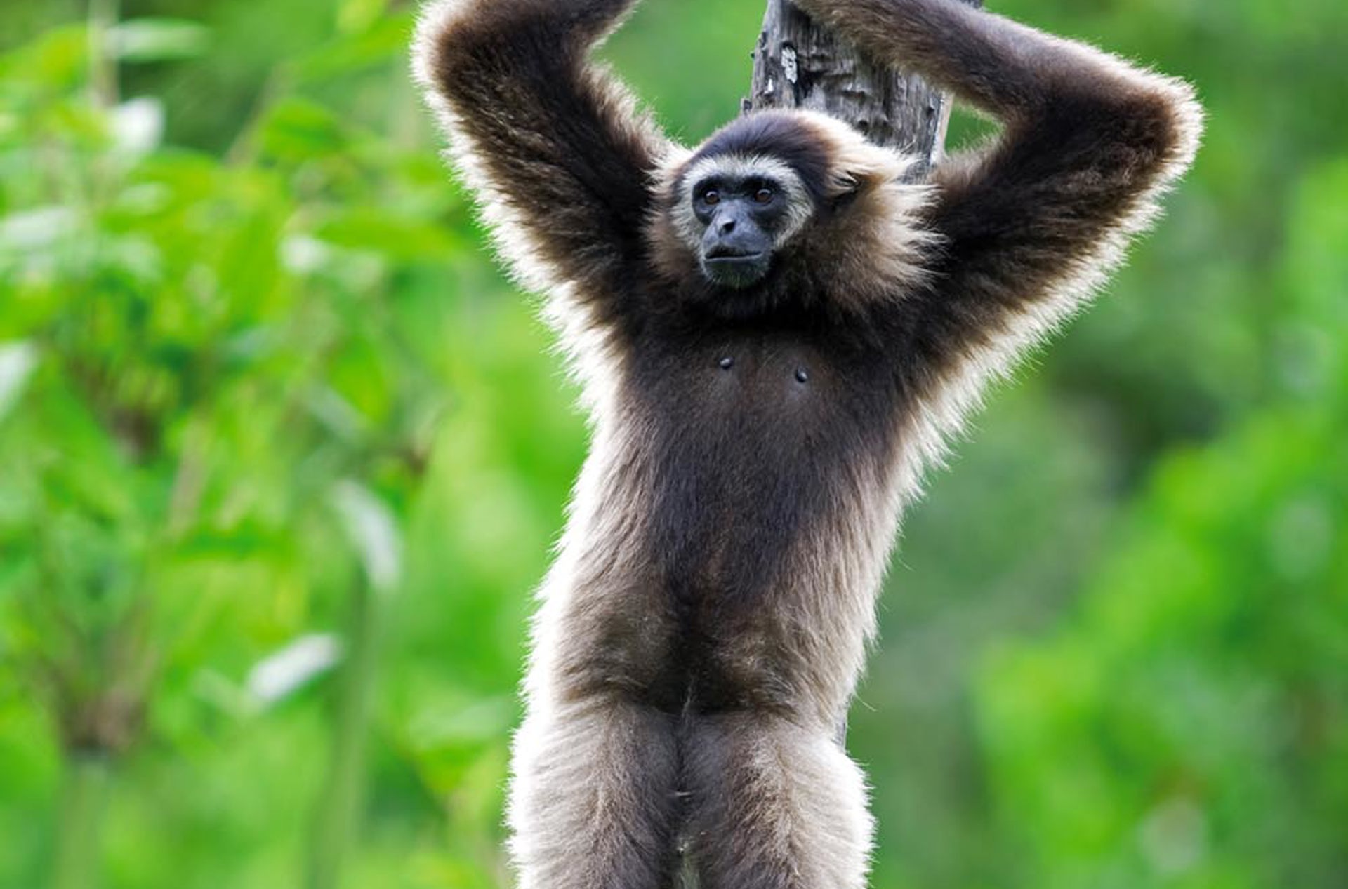 malaysia/borneo - borneo_kota kinabalu_gibbon abe_01_hf