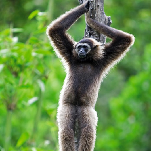 malaysia/borneo - borneo_kota kinabalu_gibbon abe_01_hf