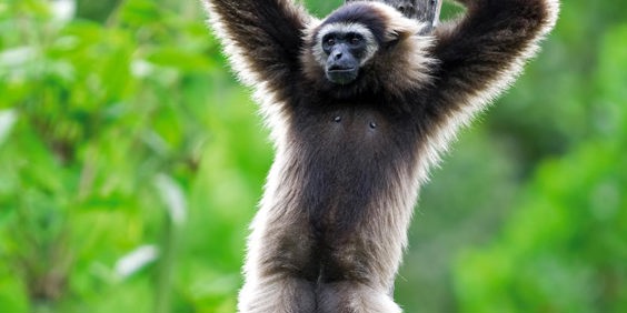 malaysia/borneo - borneo_kota kinabalu_gibbon abe_01_hf