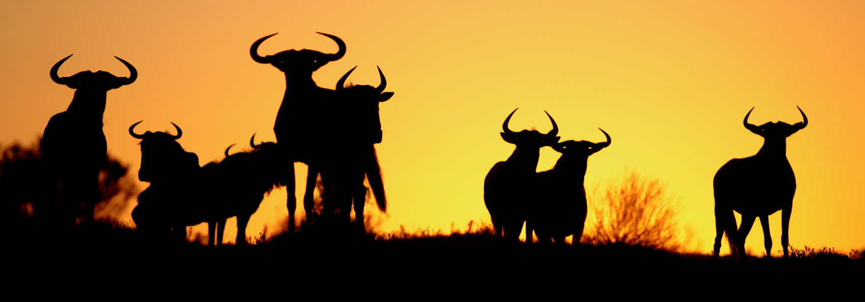 sydafrika - sydafrika_natur_gnu_01