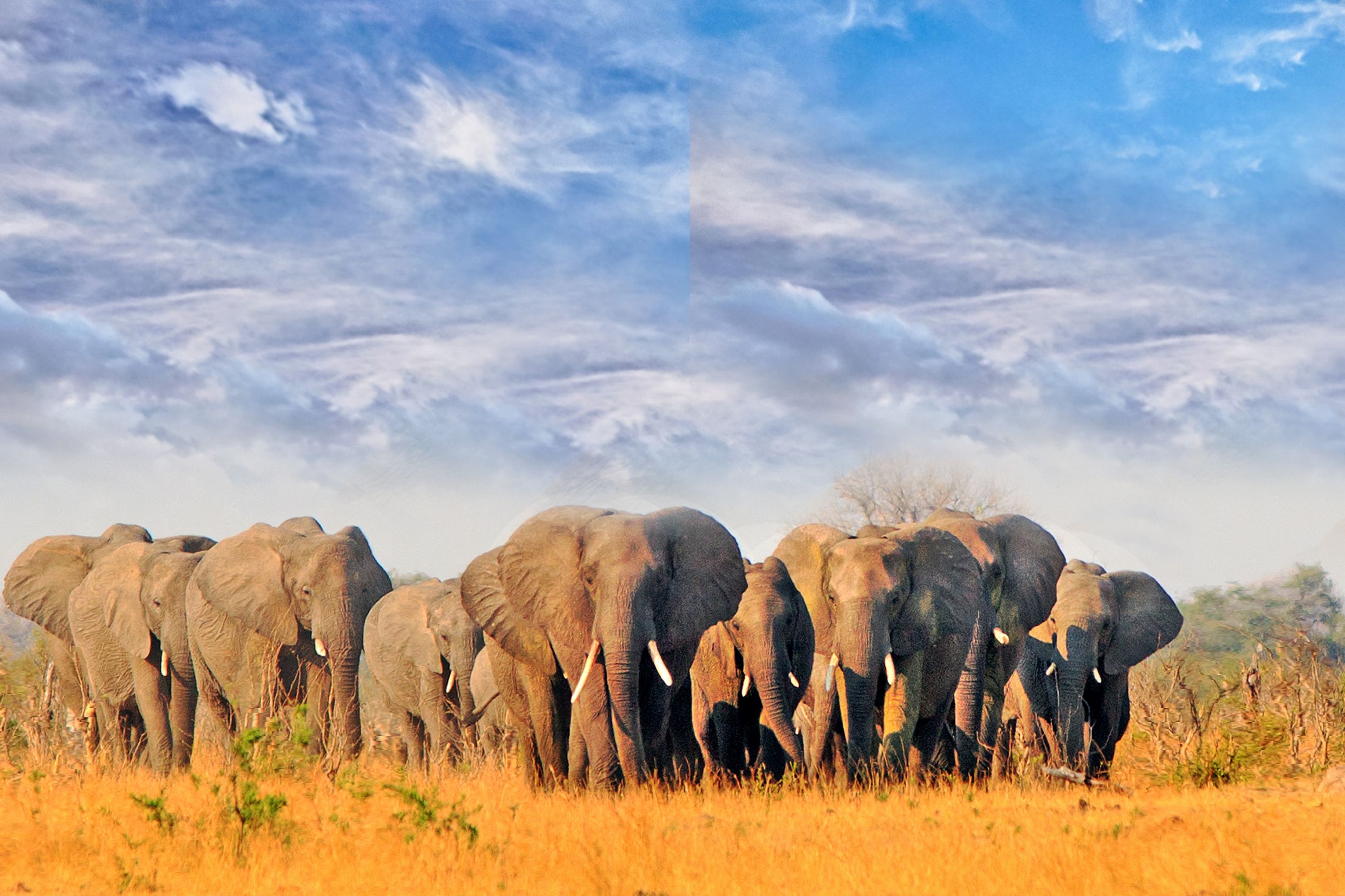 Zimbabwe Hwange National Park Herd Of Elephants Dry African Plains