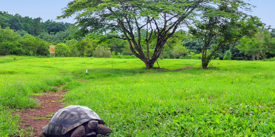 galapagos_skildpadde_23