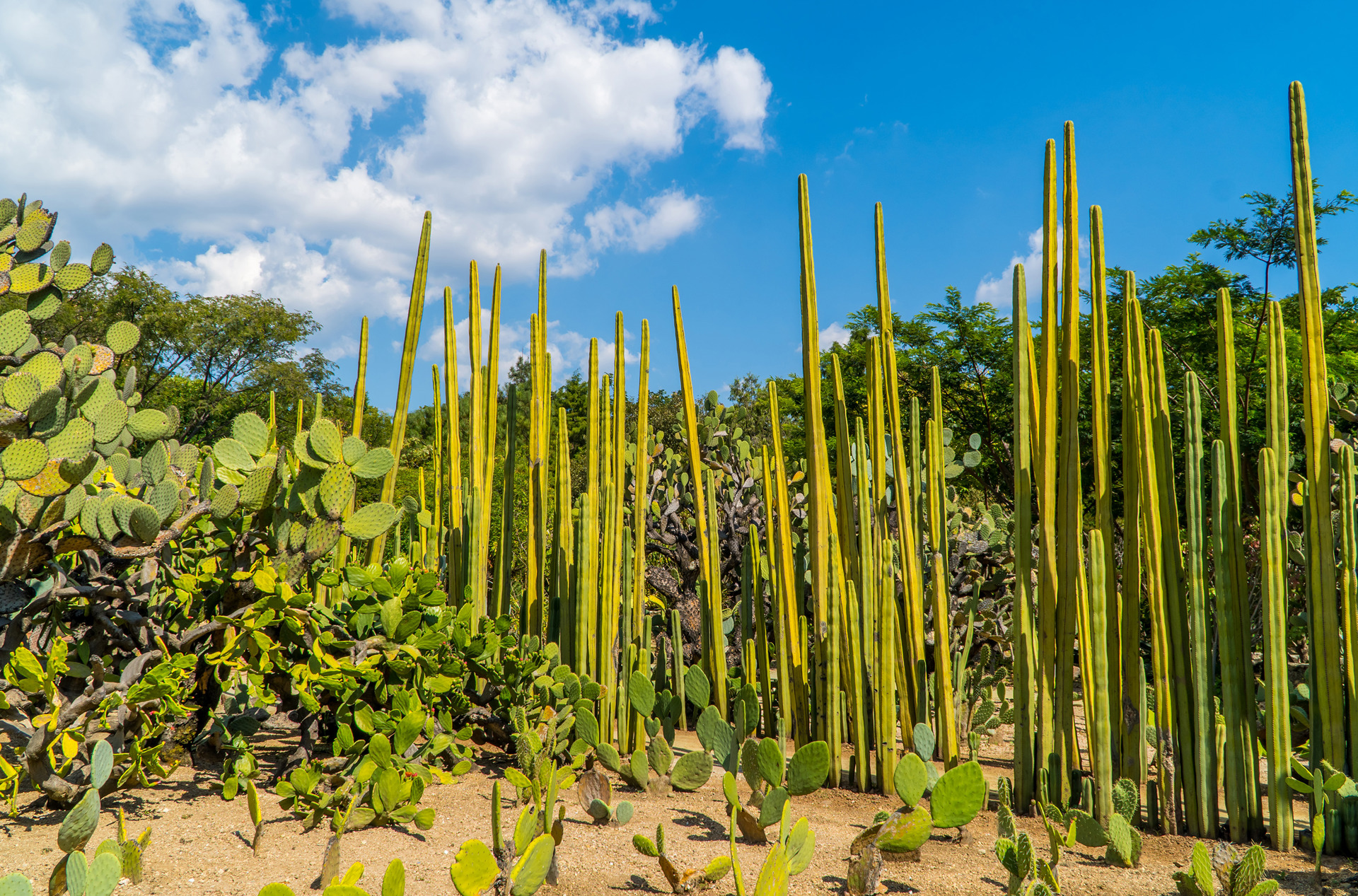 mexico - Oaxaca_park_01