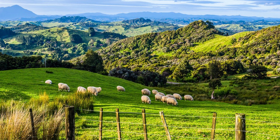 new zealand - new zealand_landskab_natur_faar_01