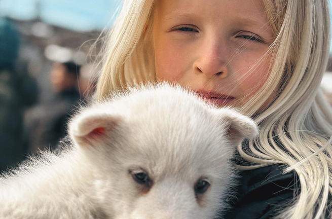 Pige med slædehund Ilulissat Grønland