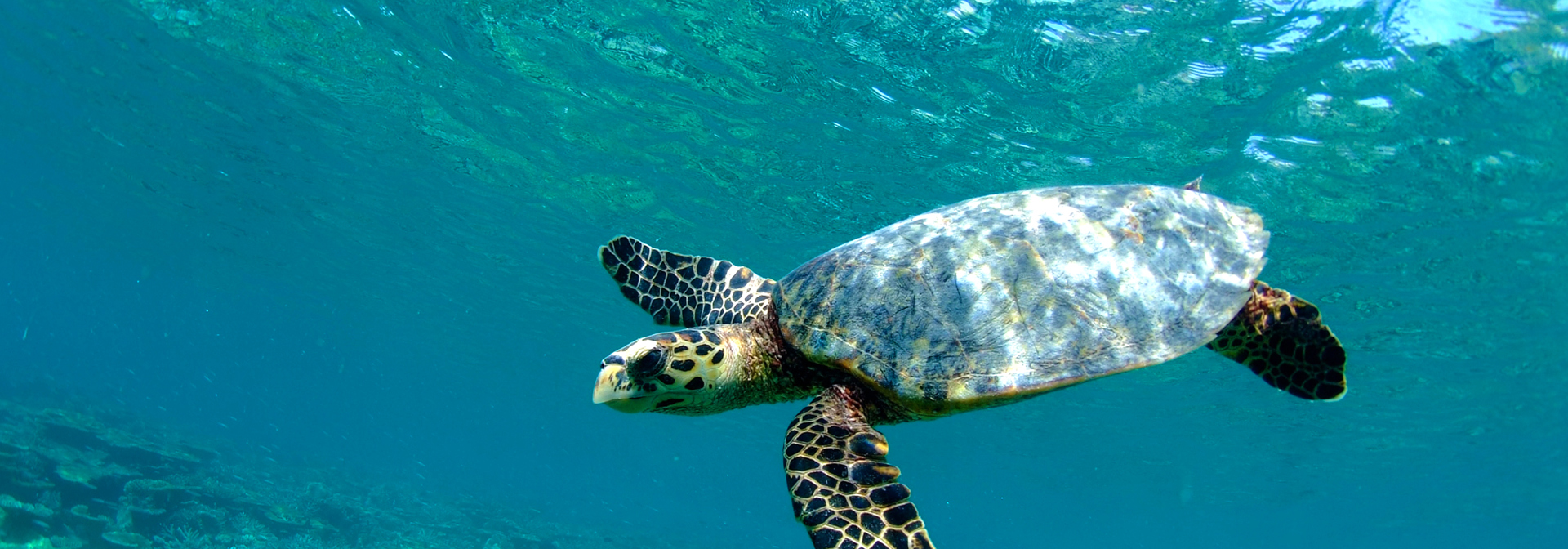 bali - gili_skildpadde_01