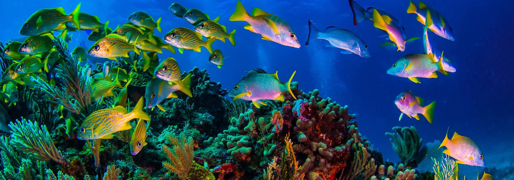 mexico - Mexico_Playa del Carmen_fisk_01