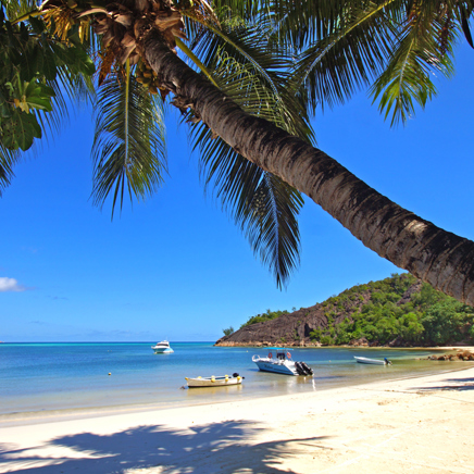seychellerne - praslin - Beach_palm_boats