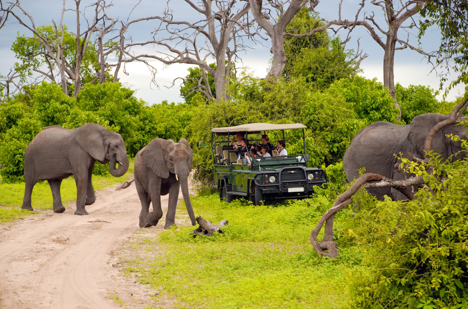 sydafrika - chobe nationalpark_elefant_01