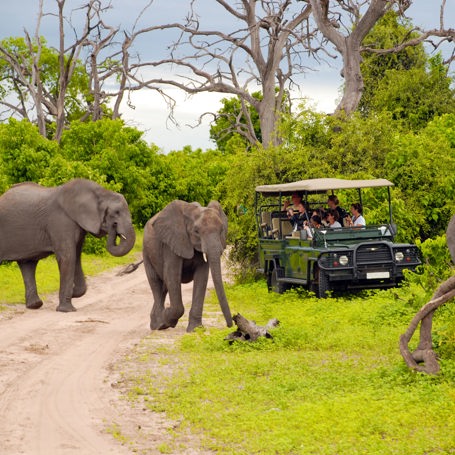 sydafrika - chobe nationalpark_elefant_01