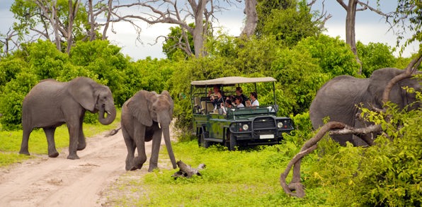 sydafrika - chobe nationalpark_elefant_01
