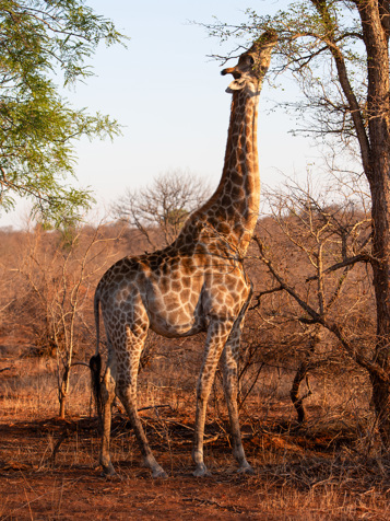 Sydafrika 2025 Mikkel 0586 Giraf