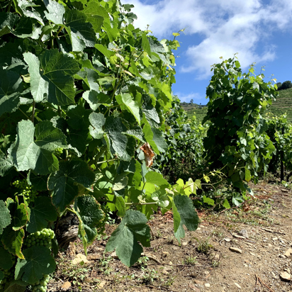 Quinta Roeda_05