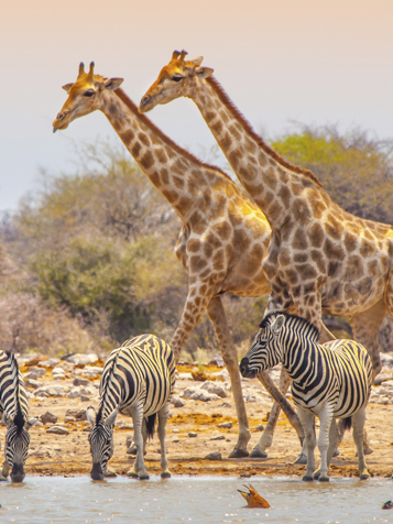 Etosha National Park