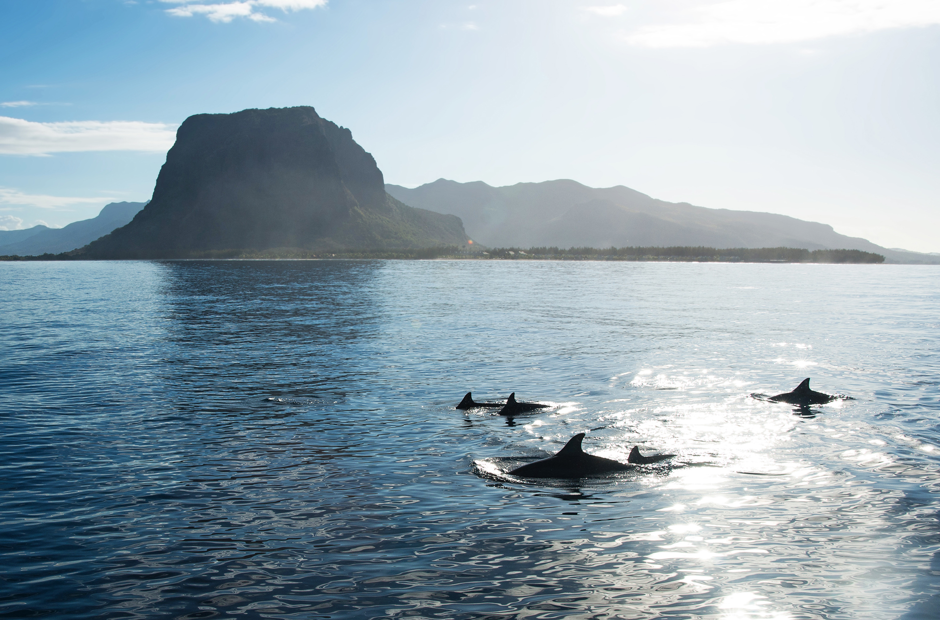 mauritius - mauritius_delfin_02