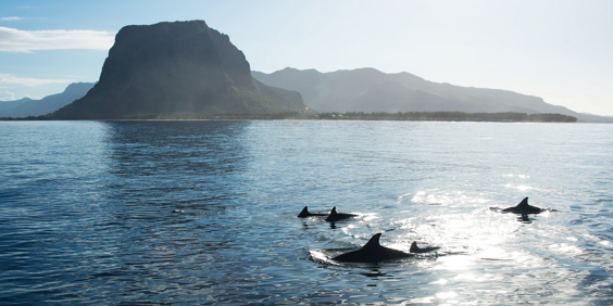 mauritius - mauritius_delfin_02
