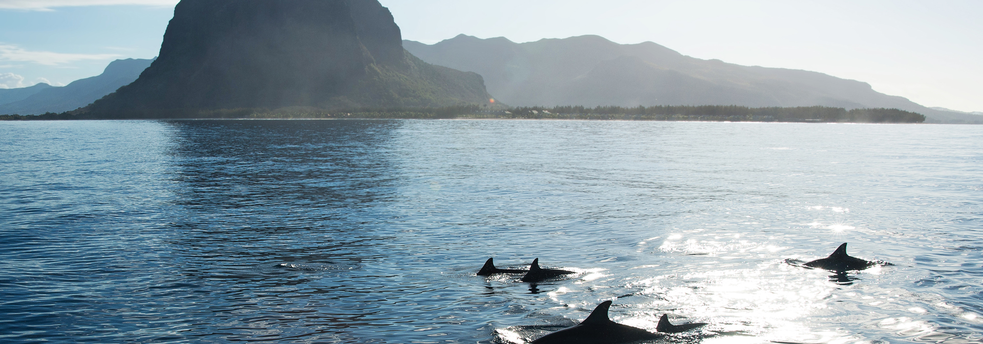 mauritius - mauritius_delfin_02