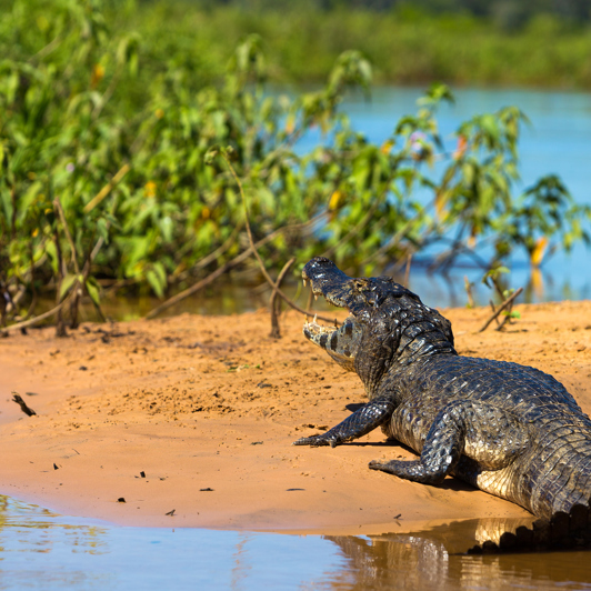 brasilien - pantanal_caiman_02