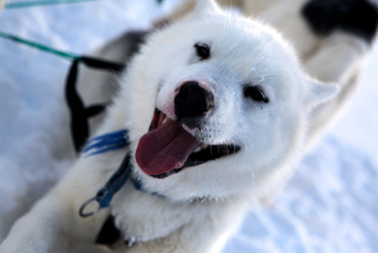 Ilulissat Hundeslaede 769079371