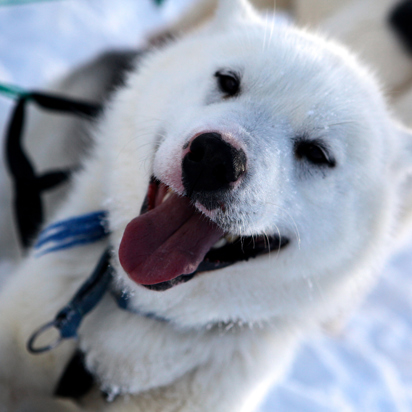 Ilulissat Hundeslaede 769079371