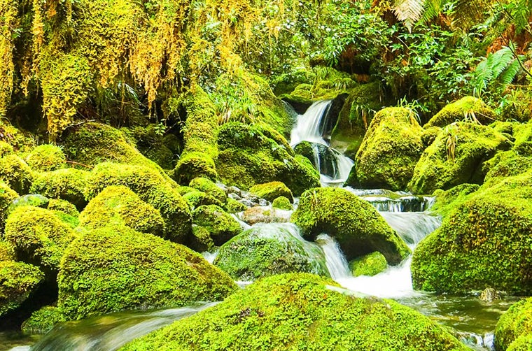 new zealand - new zealand_natur_regnskov_03_HF