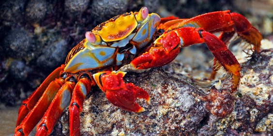galapagos_santacruz_sally lightfoot crab_krabbe_02