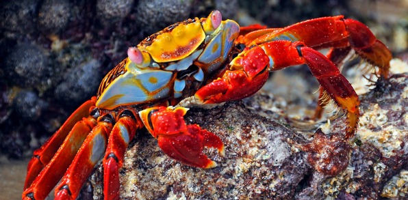 galapagos_santacruz_sally lightfoot crab_krabbe_02