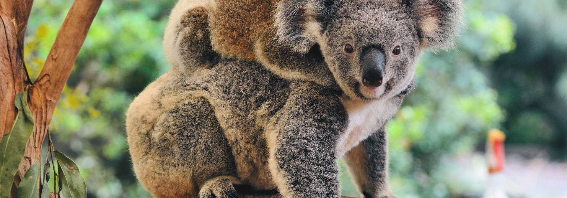 australien - koala_05